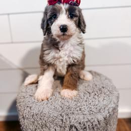 Goldendoodle Puppies from The W Doods