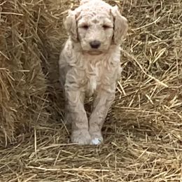 Poodle Puppies from BMW Standard Poodles