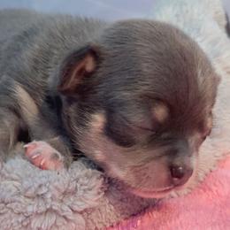 Zara Blue Tri - Blue and tan female Chihuahua puppy in Huntington Beach, California from Amore Chihuahuas