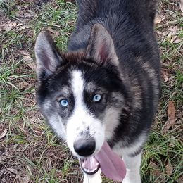 Australian Shepherds and Siberian Huskies from Amber's Aussies and Huskies