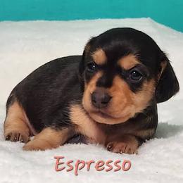 Espresso - Black and tan female Dachshund puppy in Mount Sherman, Kentucky from Kaleidoscope Dachshunds and Whippets