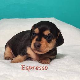 Espresso - Black and tan female Dachshund puppy in Mount Sherman, Kentucky from Kaleidoscope Dachshunds and Whippets