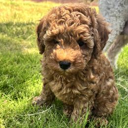 Poodle puppies from Chae’s Fam