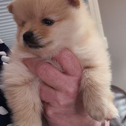 Pomeranian Puppies from Merri's Pom's