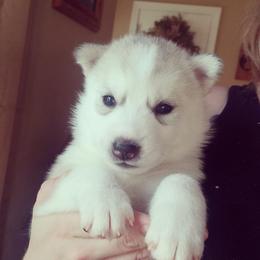 Siberian Husky Puppies from Tricia's Siberians