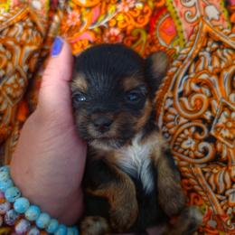 Theo - Black and tan male Yorkshire Terrier puppy in West Enfield, Maine from GRIFFEY'S SPA AND KENNEL