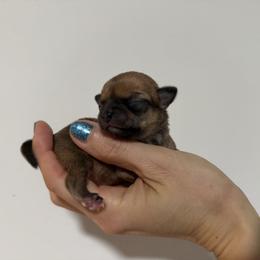 Boy 5000 - Chocolate sabled fawn male Chihuahua puppy in Miami, Florida from Natalias Tiny Chihuahuas