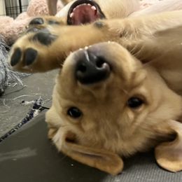 Labrador Retriever Puppies from Sycamore Kennels