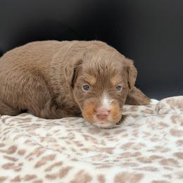 Boy 3 - Red tri male Miniature Australian Shepherd puppy in Arcadia, Indiana from Sunset Cowgirl Mini Aussies