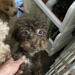 Rocky - Poodle