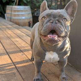 Lila - French Bulldog