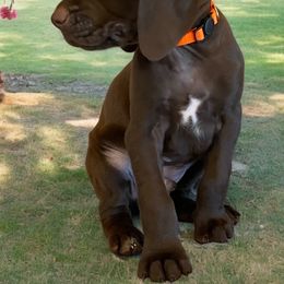 German Shorthaired Pointers from Idaho GSP