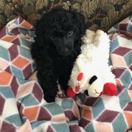 Poodle Puppies from South Dakota Poodles