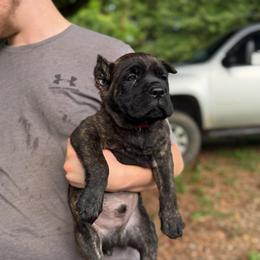 Red - Black brindle male Cane Corso puppy in Opelousas, Louisiana from Azelees Cane Corso