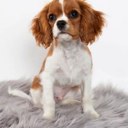 Cavalier King Charles Spaniel Puppies from Colorful Cavaliers