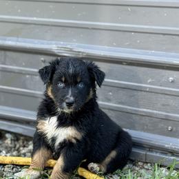 Velcro - Black tri-color male Australian Shepherd puppy in Argyle, Iowa from Country Time Kennels