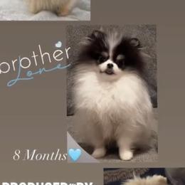 Pomeranian Puppies from Uniquepombabies