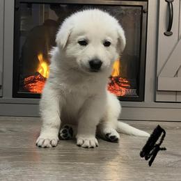 black collar male - White Berger Blanc Suisse puppy in Valparaiso, Indiana from Foreman’s White Swiss Shepherds