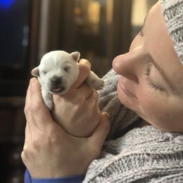 West Highland White Terrier Puppies from CC Leslie’s Westie’s
