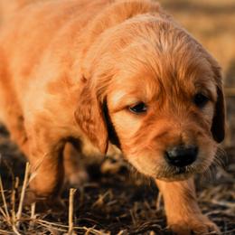 Golden Retriever Puppies from Summit Canine Breeding