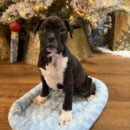 Male 2 - Brindle male Boxer puppy in Prestonsburg, Kentucky from Bre’s Boxers