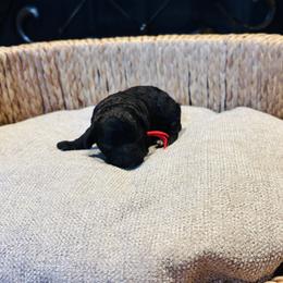 Brittany - Black and white female Cavapoo puppy in Kingfisher, Oklahoma from Perdue Puppies