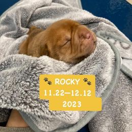 Rocky - Fawn male Companion Cross puppy in Indianapolis, Indiana from The Sharpeagle Barkery