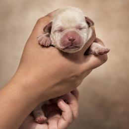 Red Collar - Yellow female Labrador Retriever puppy in Madison, Wisconsin from Meritrust Labradors