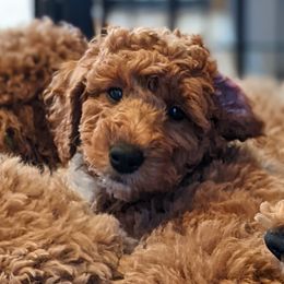 Aussiedoodle, Cavapoo, and Poodle Puppies from Robin's Nest Farm