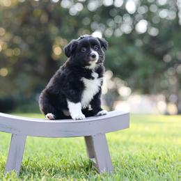 Audrey - Black & white female Miniature Australian Shepherd puppy in White Oak, Texas from Triple Lake Ranch Miniature Australian Shepherds