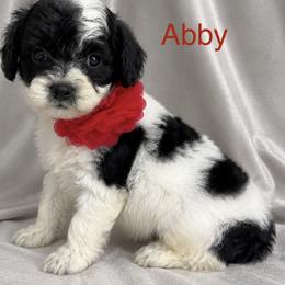 Abby - Black and white female Cockapoo puppy in Marshall, Arkansas from Darling Doodles and Cockapoos