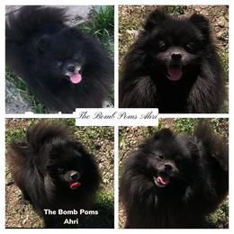 Ahrii - Pomeranian