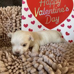 Cye - White male Morkie puppy in Taylorsville, North Carolina from Mountain Top Hot Tailz