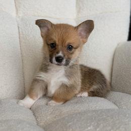 Biscuit - Sable male Pembroke Welsh Corgi puppy in Moreno Valley, California from House of Paws & Co.