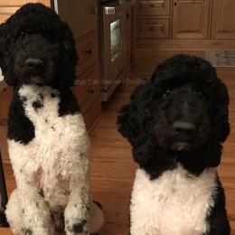 Poodles from High Tide Standard Poodles