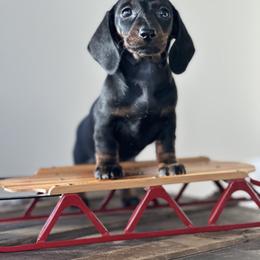 Dachshund Puppies from Mare-Bella Smoothcoat Edition