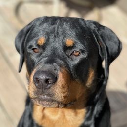 Roxy - Rottweiler