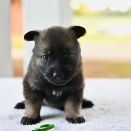 Green - Sable female German Shepherd puppy in Louisburg, North Carolina from C6 Ranch & Shepherds