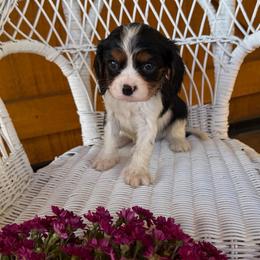 Griff - Tri-color male Cavalier King Charles Spaniel puppy in Avoca, New York from Palladino’s Cavaliers of Upstate NY