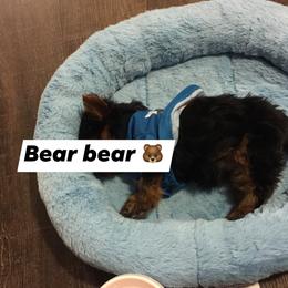 Yorkshire Terrier Puppies from Missy Lu Lap Puppies