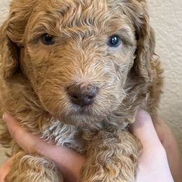Princeton - Yellow and white male Bernedoodle puppy in Caldwell, Idaho from Treasure Valley Poodles