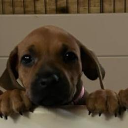 FRANKEL - Rd whtn blk nose female Rhodesian Ridgeback puppy in Waterloo, Nebraska from Bar B Ridgebacks