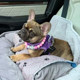 Coco - Fawn female French Bulldog puppy in South Bend, Indiana from Furever Faithful Frenchies LLC