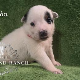 Boy 3 - Blue male Australian Cattle Dog puppy in Silsbee, Texas from Rockin ND Ranch