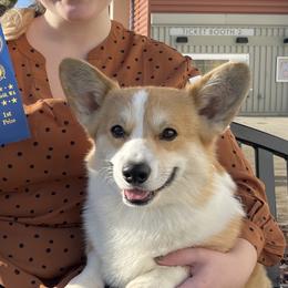 Pembroke Welsh Corgis from Rustic Meadow Pembroke welsh corgis