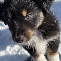 Miniature American Shepherds from Mud Puddle Moon Ranch
