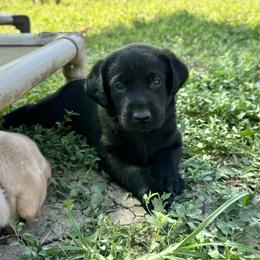 Lilac - Black female Labrador Retriever puppy in Derby, Kansas from Wheatland Retrievers