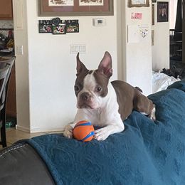 Boston Terriers from KnucklezKids