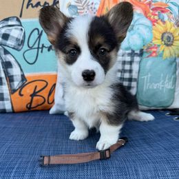 Rey - Black and tan female Pembroke Welsh Corgi puppy in Battle Ground, Washington from Westbrooke Kennels