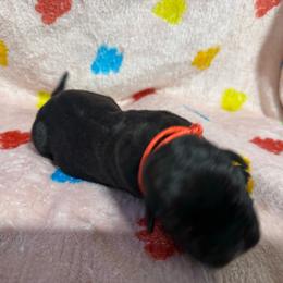 Red Collar R - Black male Cane Corso puppy in Paris, Texas from Knucklehead Cane Corso